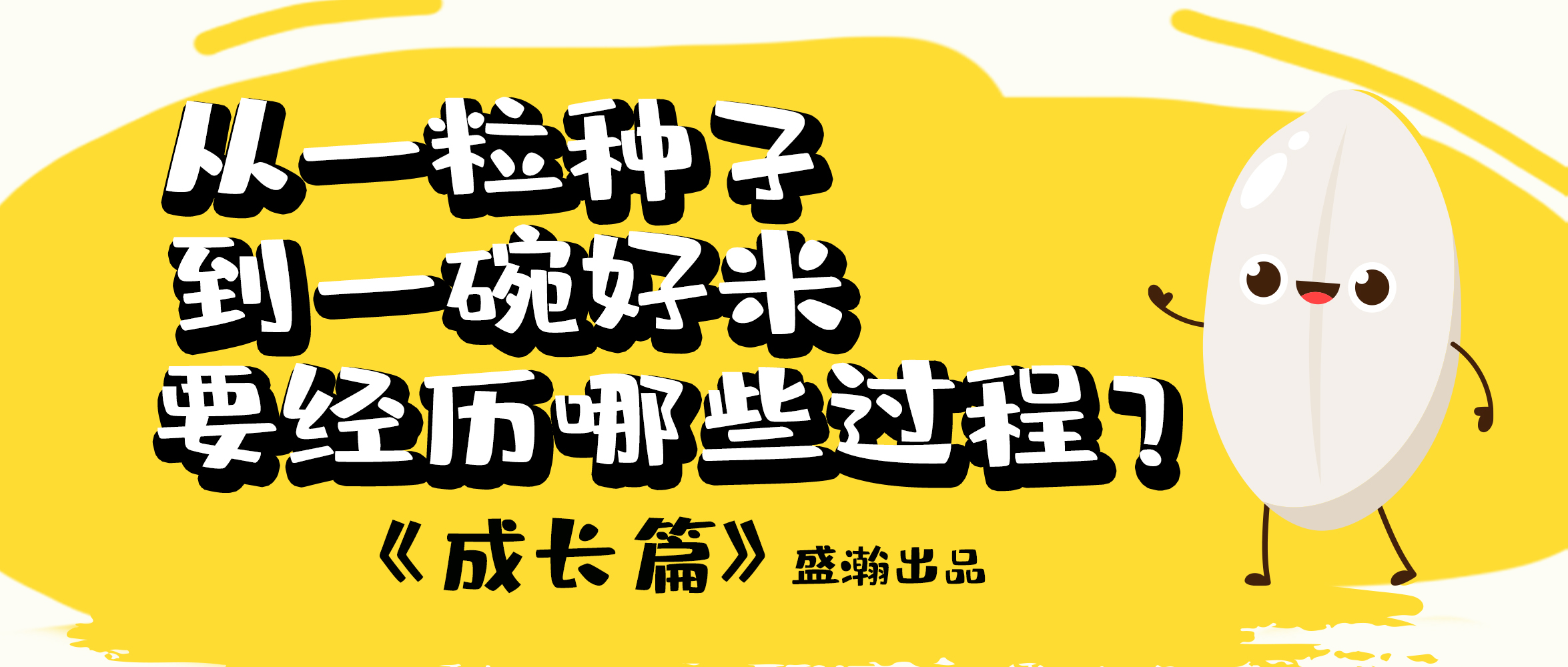 大米的一生-成長(zhǎng)篇 | 從一粒種子到一碗好米要經(jīng)歷哪些過程？